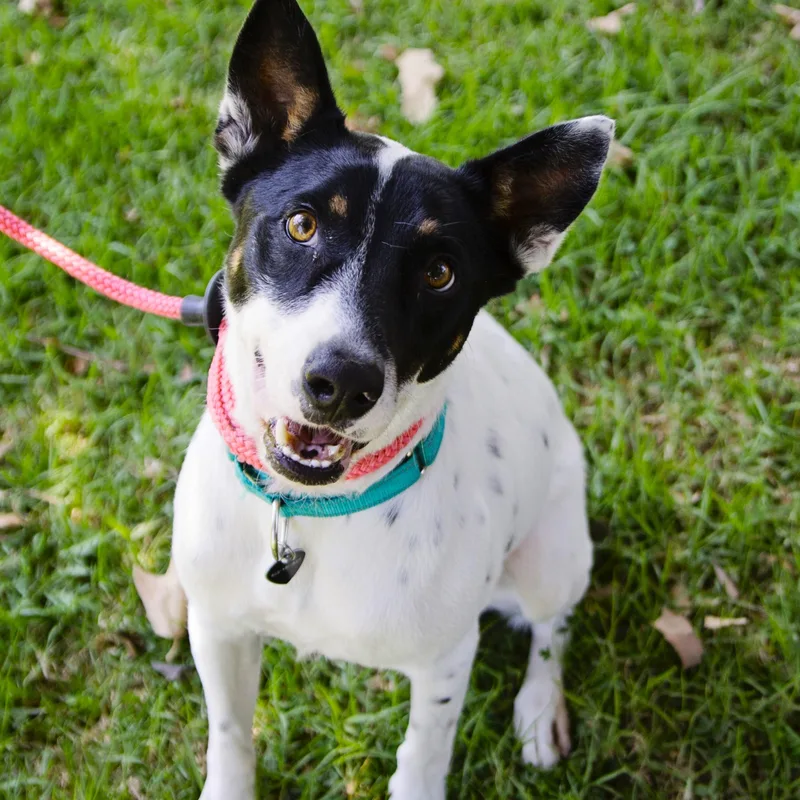 Robinthe Sweetest Pup thumbnail 3