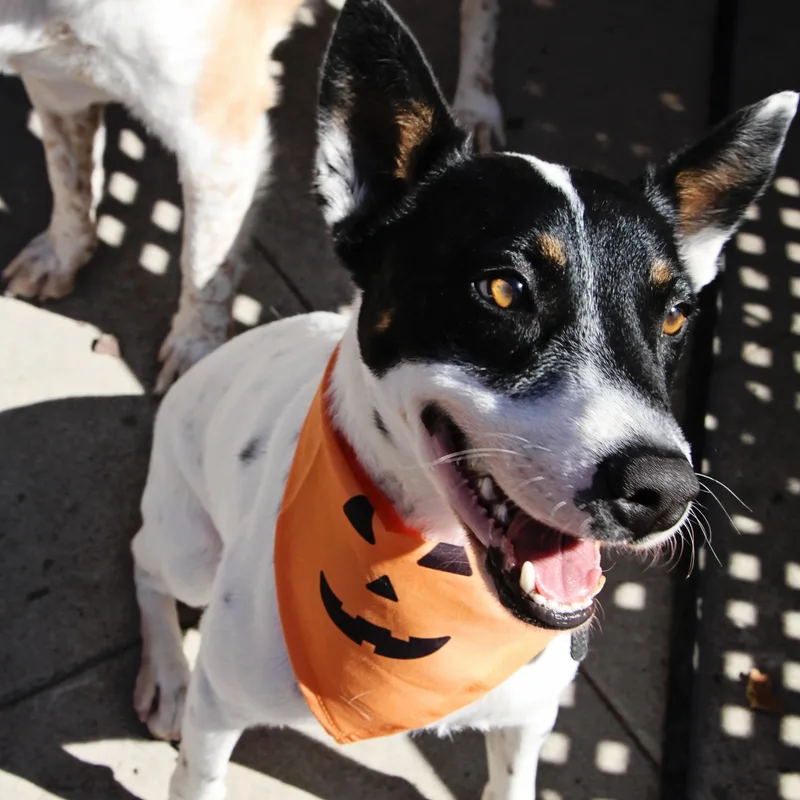 Robinthe Sweetest Pup thumbnail 4