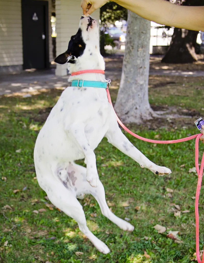 Robinthe Sweetest Pup thumbnail 5