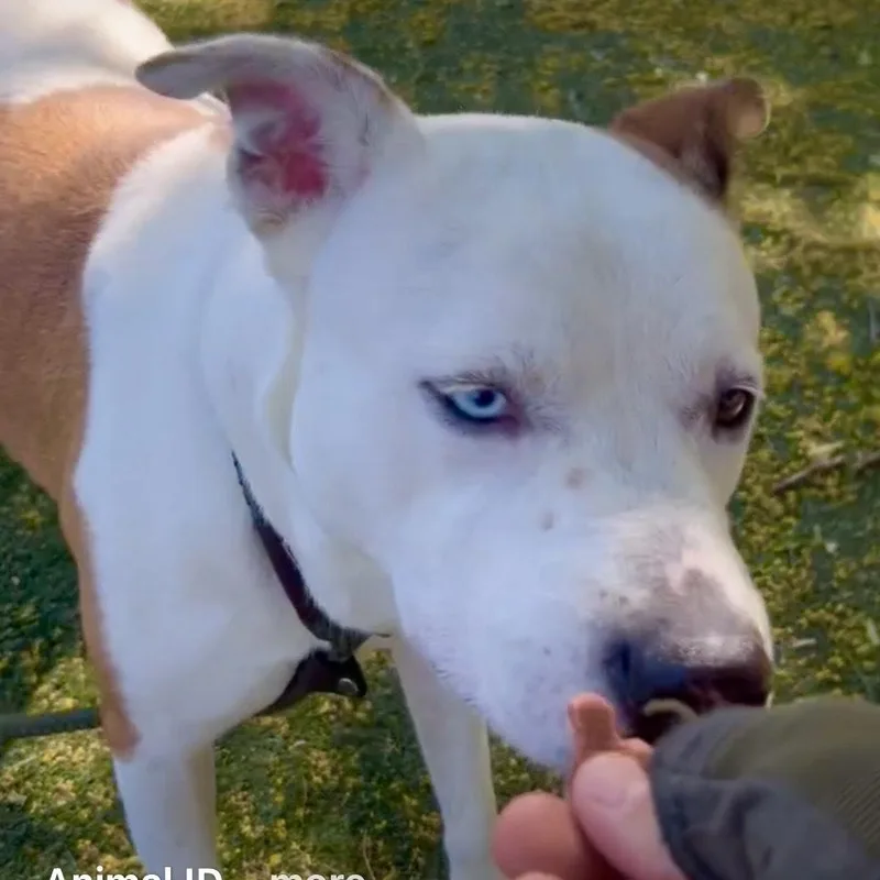 Luna A Sweet And thumbnail 3