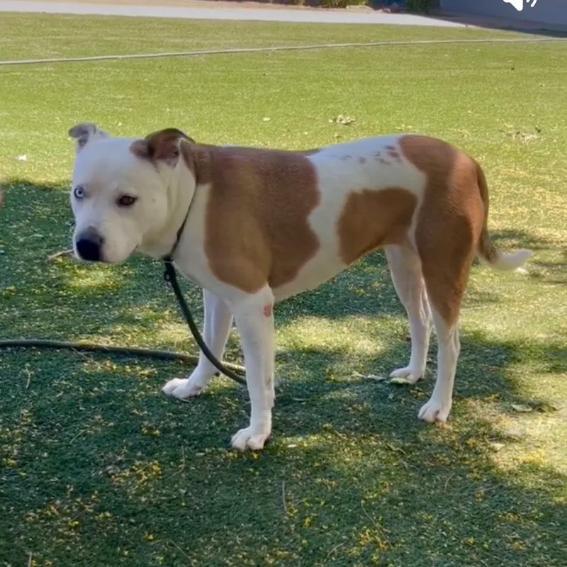 Luna A Sweet And thumbnail 4