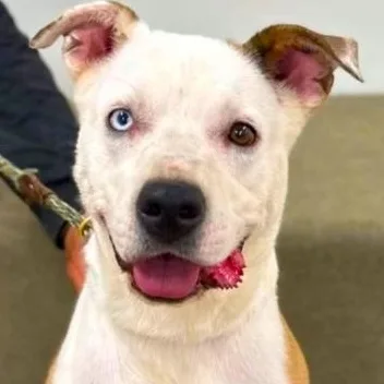 Luna A Sweet And photo 1