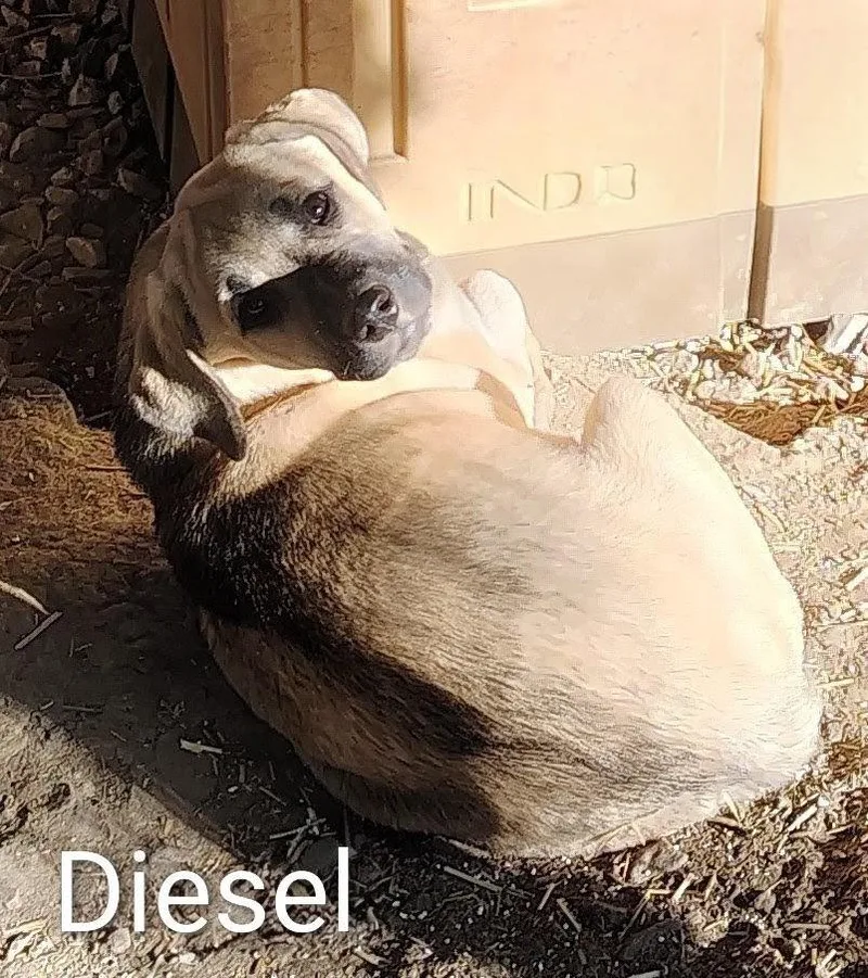 Diesel