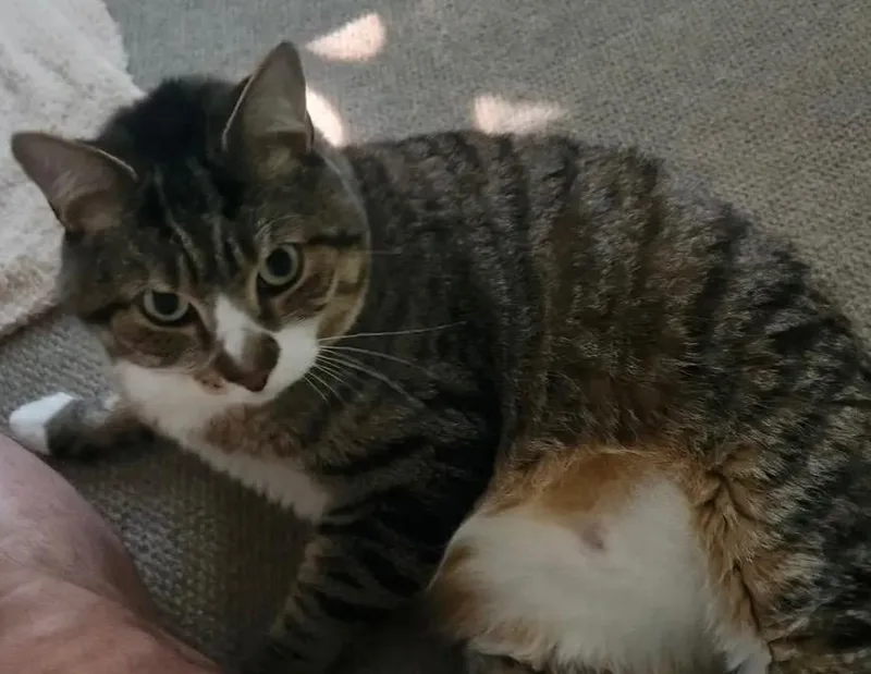 An adult large-sized male Domestic Short Hair cat named Biko for adoption in Ewing, NJ