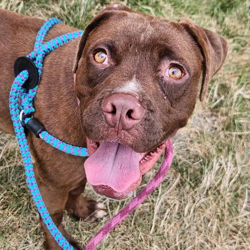 An adult medium-sized female Yellow / Tan / Blond / Fawn Mastiff dog named Bagels for adoption in St. Louis, MO
