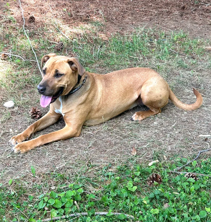Bailey