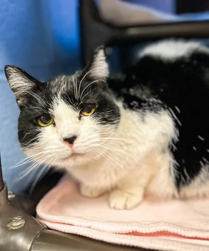 An adult small-sized female Domestic Short Hair cat named Abby for adoption in Jamestown, NY