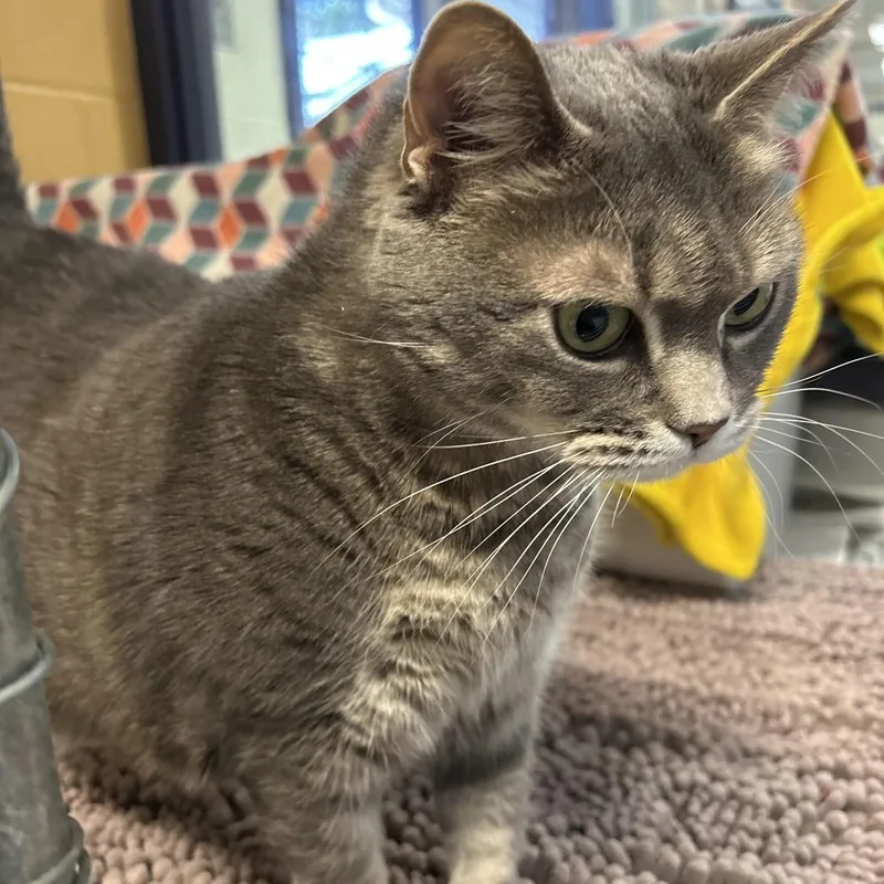 Abundance thumbnail 3