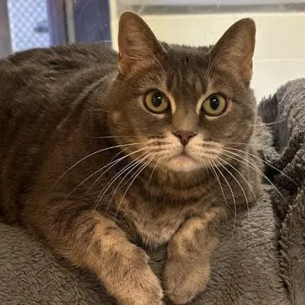 Abundance thumbnail 4