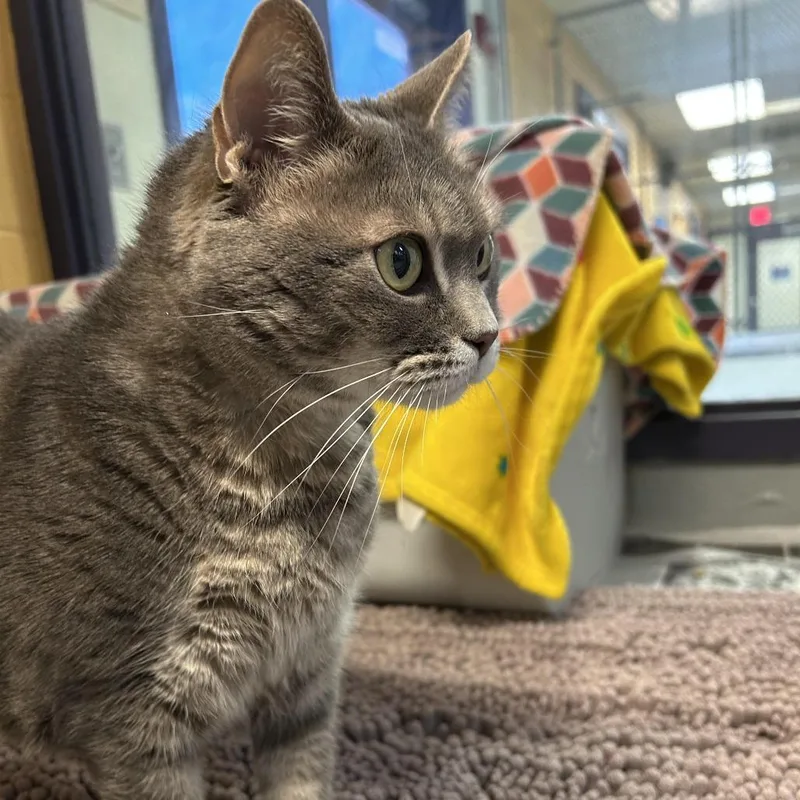 Abundance thumbnail 6