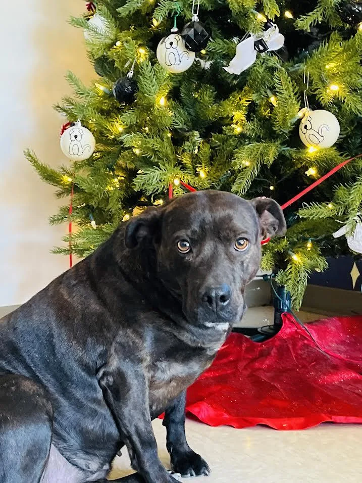 Cheyanne thumbnail 3