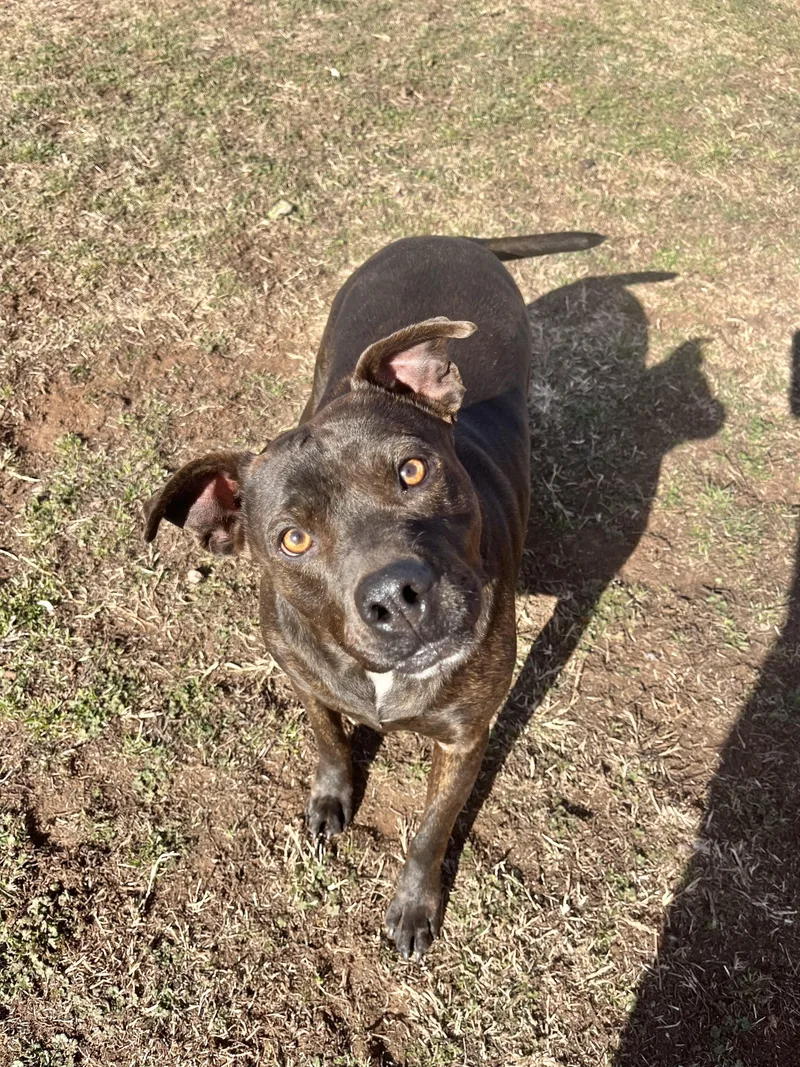 Cheyanne thumbnail 4