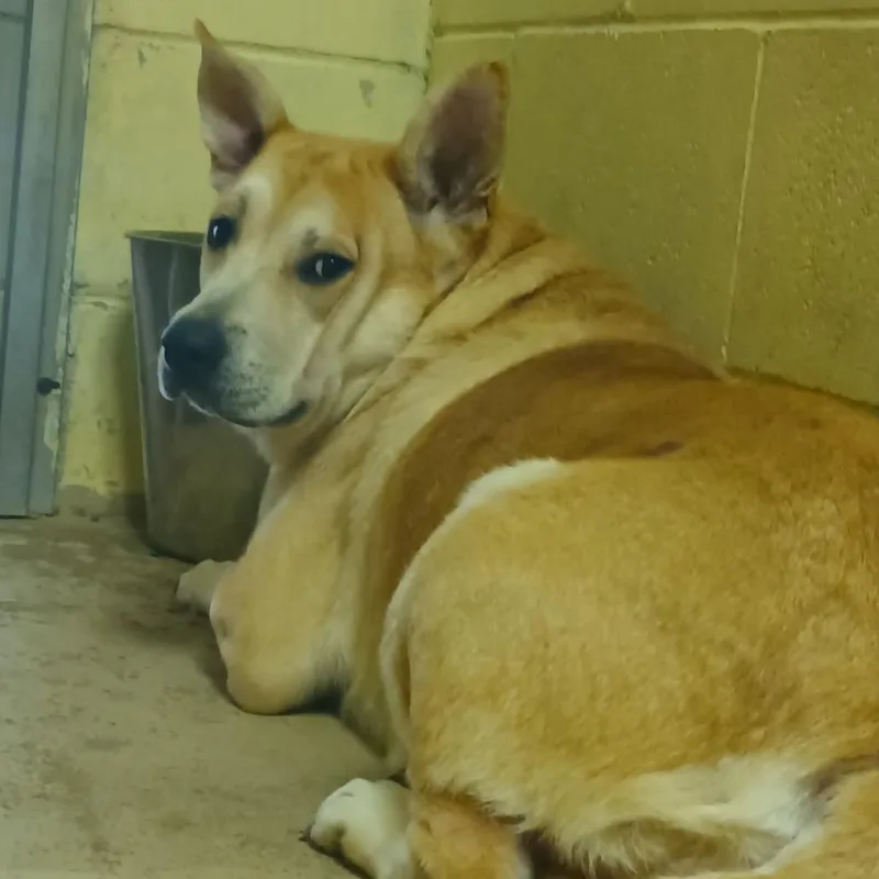 An adult medium-sized female Yellow / Tan / Blond / Fawn Mixed Breed dog named Arwen for adoption in Valley, AL