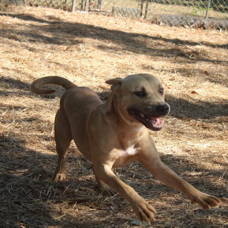 An adult medium-sized male Yellow / Tan / Blond / Fawn English Bulldog dog named Austin for adoption in Valley, AL