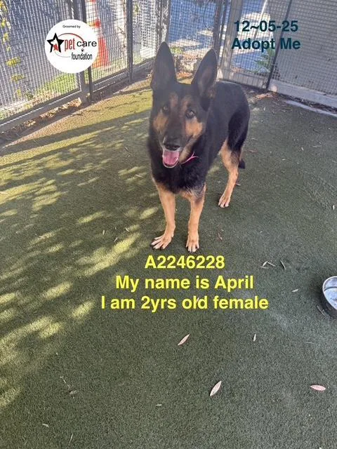 A young large-sized female German Shepherd Dog dog named April for adoption in Los Angeles, CA