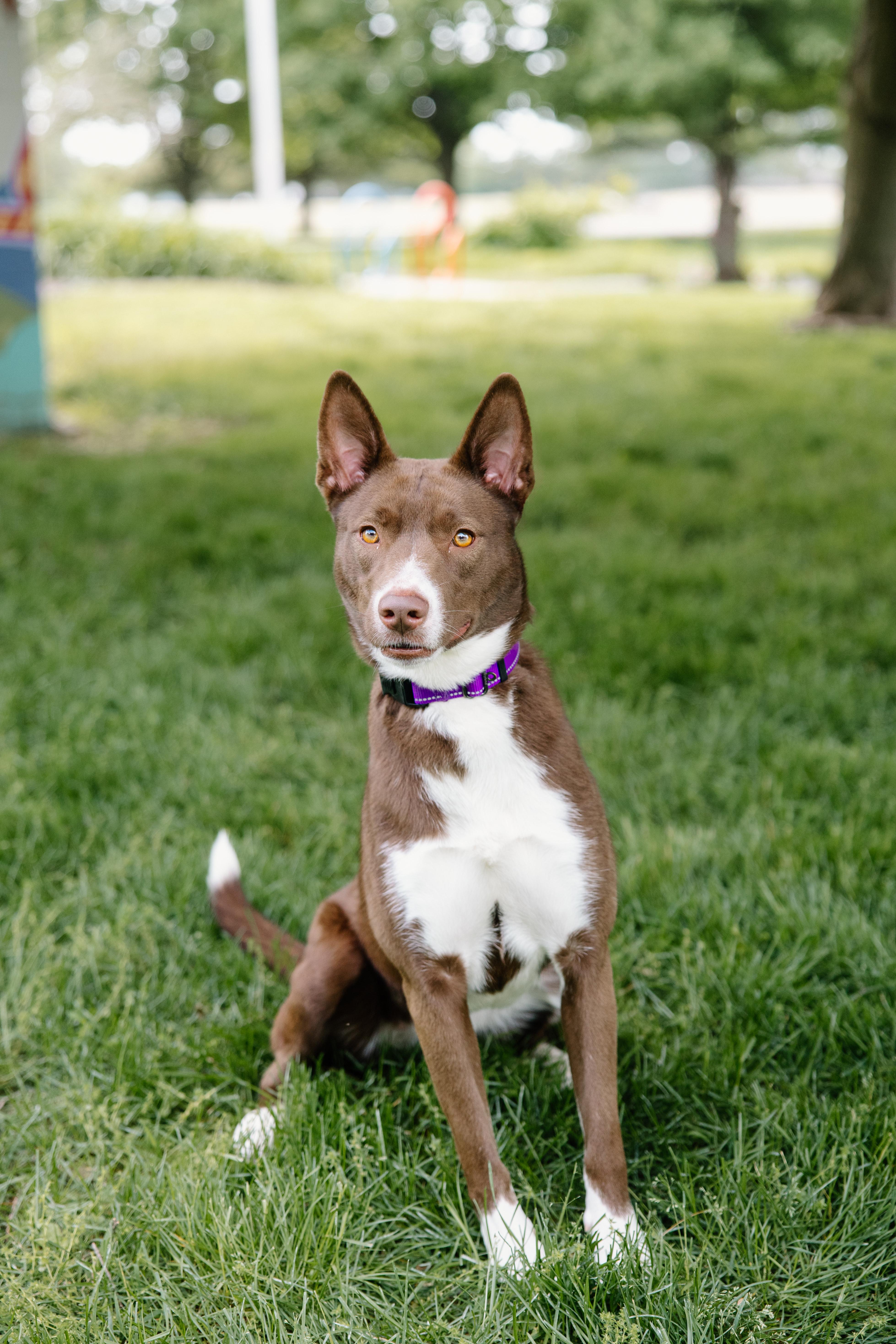 An adult medium-sized female Brown / Chocolate Australian Kelpie dog named Cookie for adoption in Columbus, IN