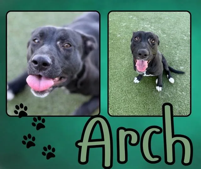 A young medium-sized female Pit Bull Terrier dog named Arch for adoption in Pearland, TX