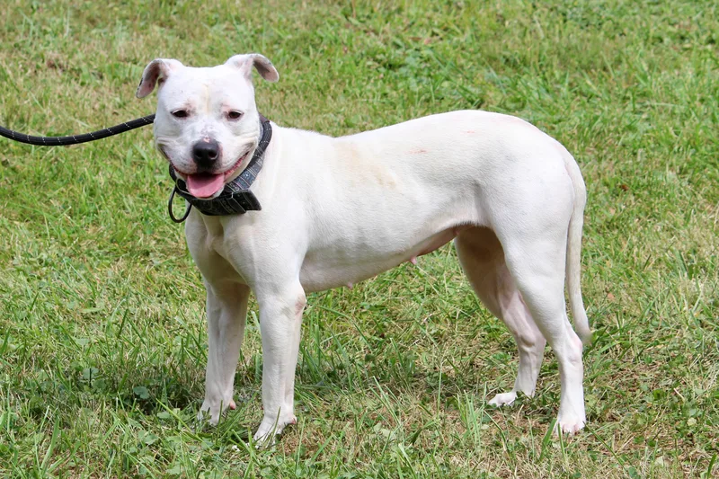 An adult medium-sized female White / Cream Mixed Breed dog named Athena for adoption in Brazil, IN