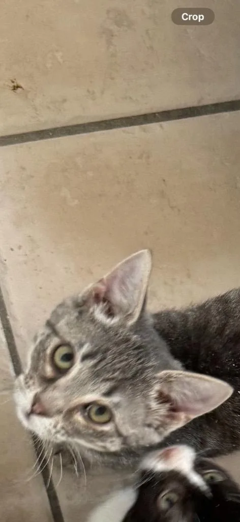 A young medium-sized male Domestic Short Hair cat named Baby Nado for adoption in Grand Junction, CO