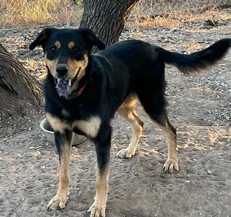 An adult large-sized male Mixed Breed dog named Beau for adoption in Comanche, TX