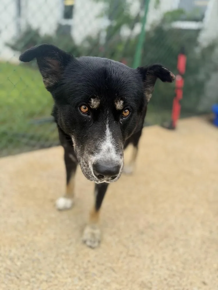 An adult large-sized male Brown / Chocolate Shepherd dog named Ashe D for adoption in Corinth, MS