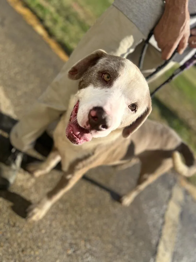 An adult large-sized male Mixed Breed dog named Asher D for adoption in Corinth, MS
