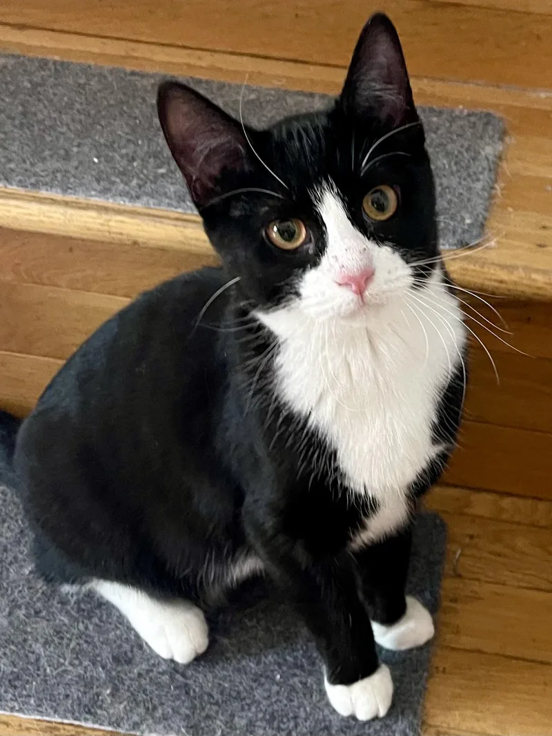 A baby small-sized female Black & White / Tuxedo Tuxedo cat named Bootsy for adoption in Belvidere, IL