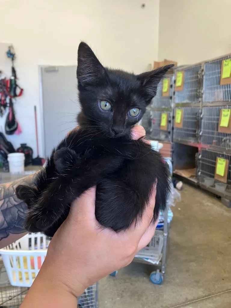 A baby small-sized female Domestic Short Hair cat named Barrell for adoption in Angola, IN
