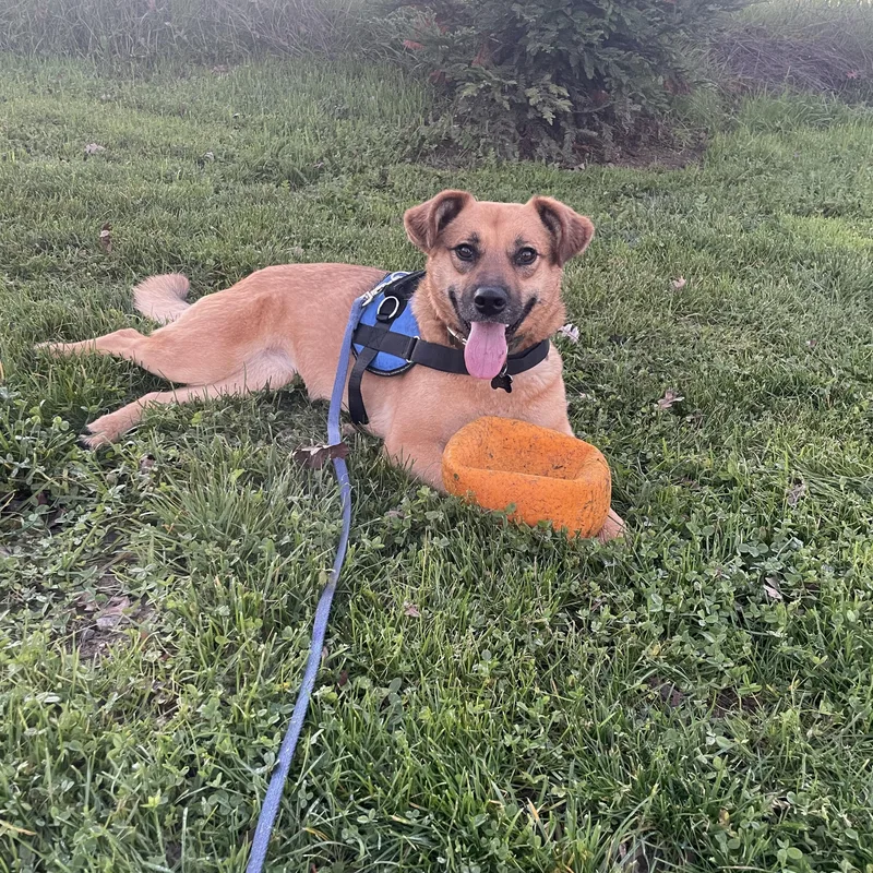 Neigh Neigh thumbnail 2