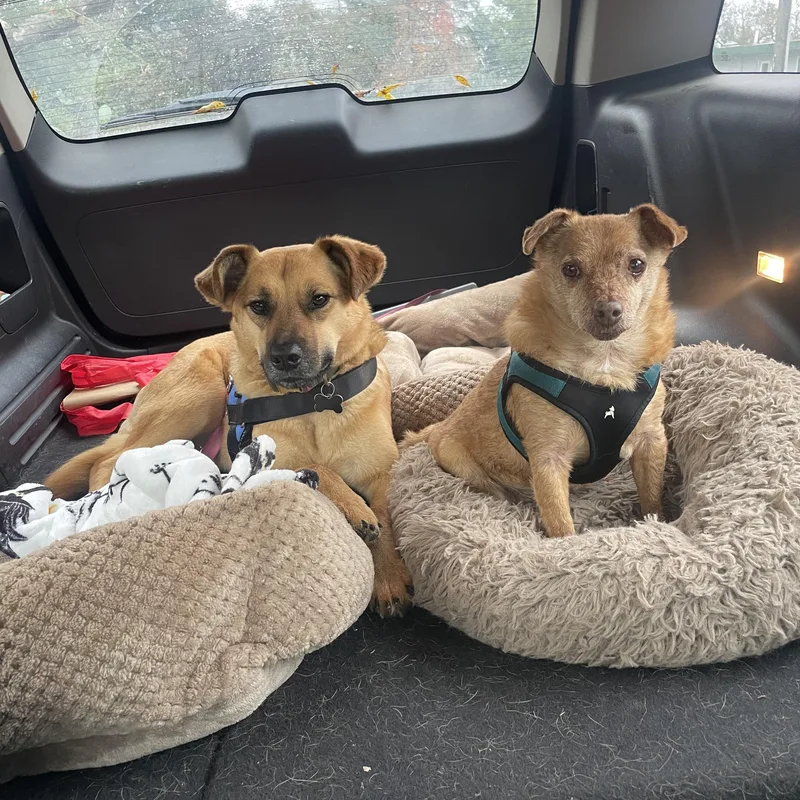 Neigh Neigh thumbnail 3