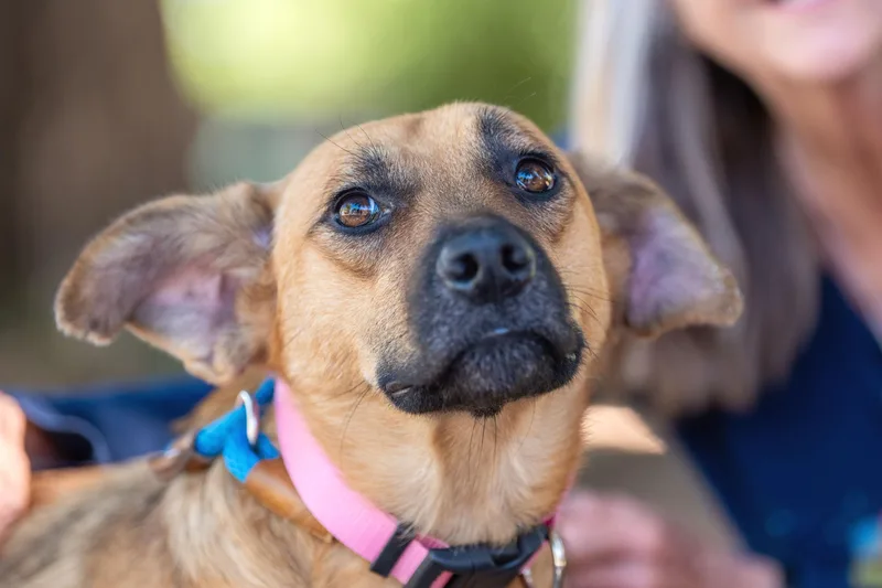 Neigh Neigh thumbnail 5