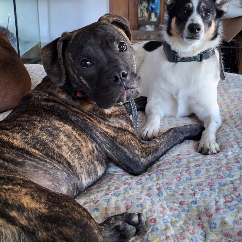 Timmy Two Teeth thumbnail 3