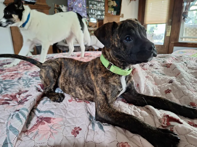 Timmy Two Teeth thumbnail 5