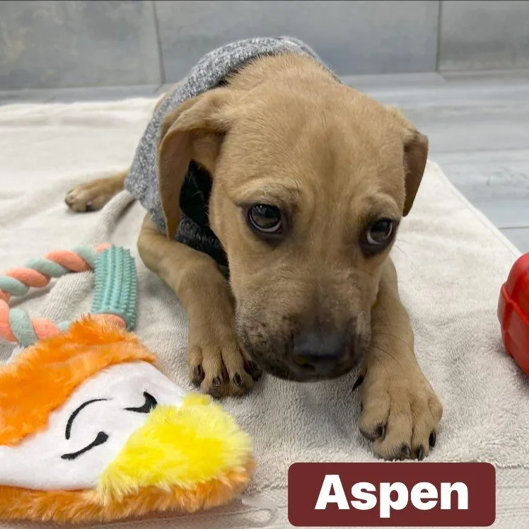 Aspen thumbnail 4