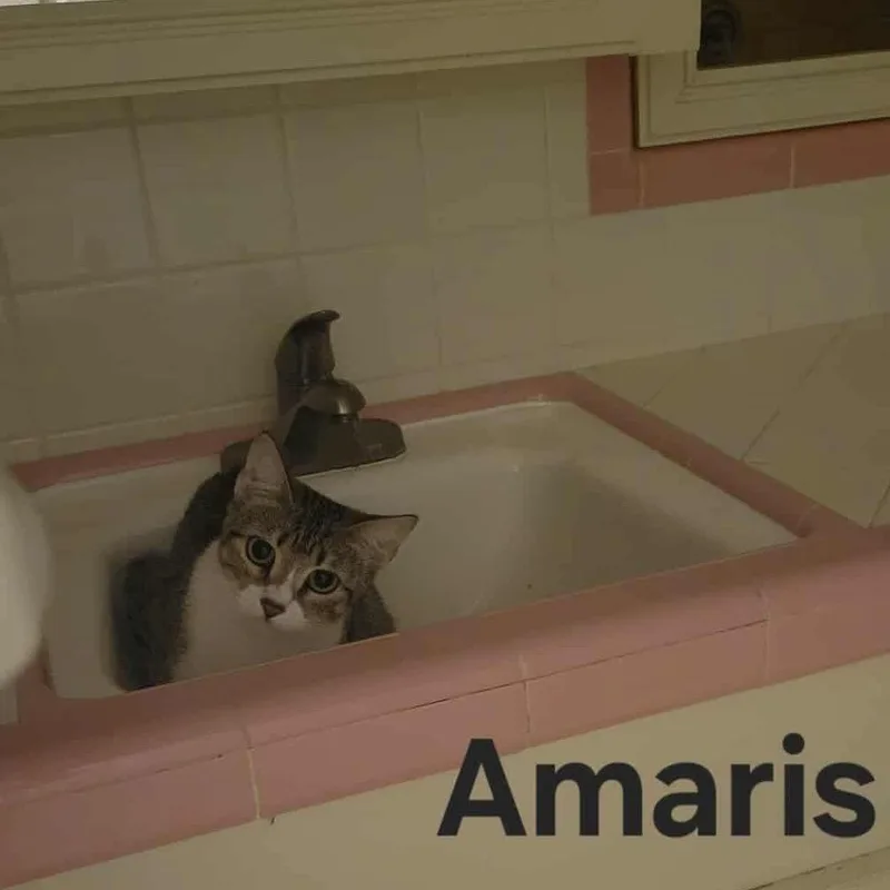 Amaris thumbnail 2