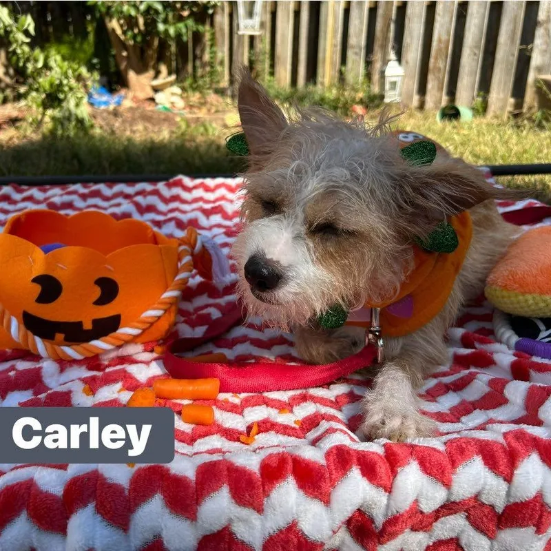 Carley thumbnail 4