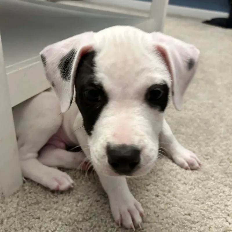 Marshall thumbnail 3