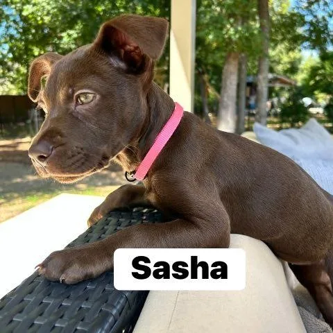Sasha thumbnail 2