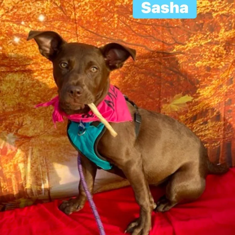Sasha thumbnail 3