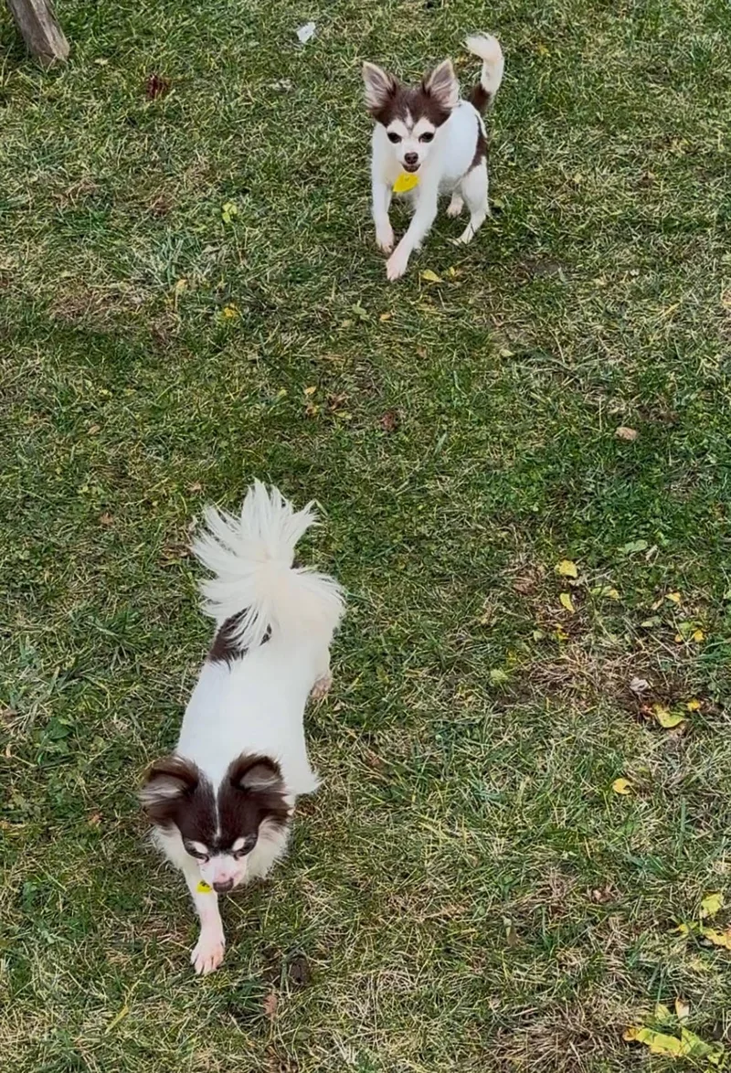 Patty & Tilly thumbnail 2