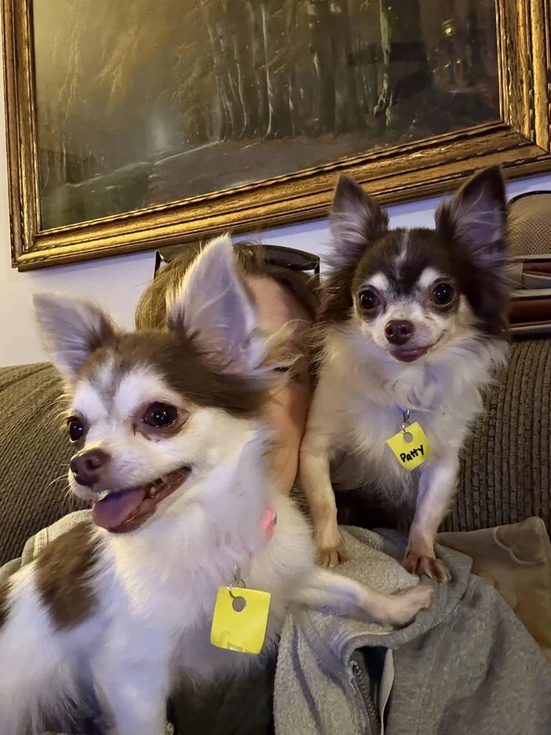 Patty & Tilly thumbnail 4