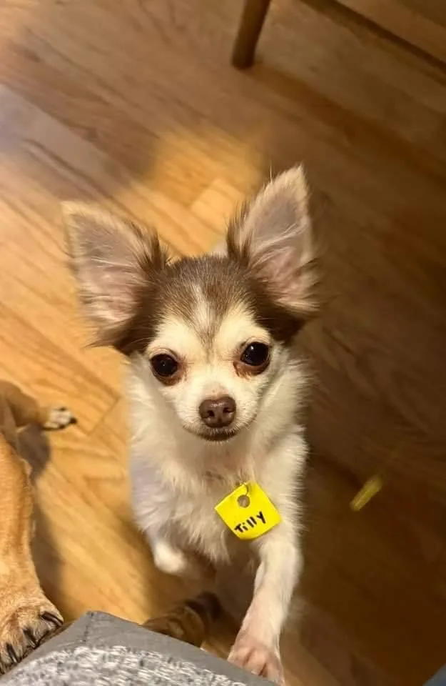 Patty & Tilly thumbnail 5