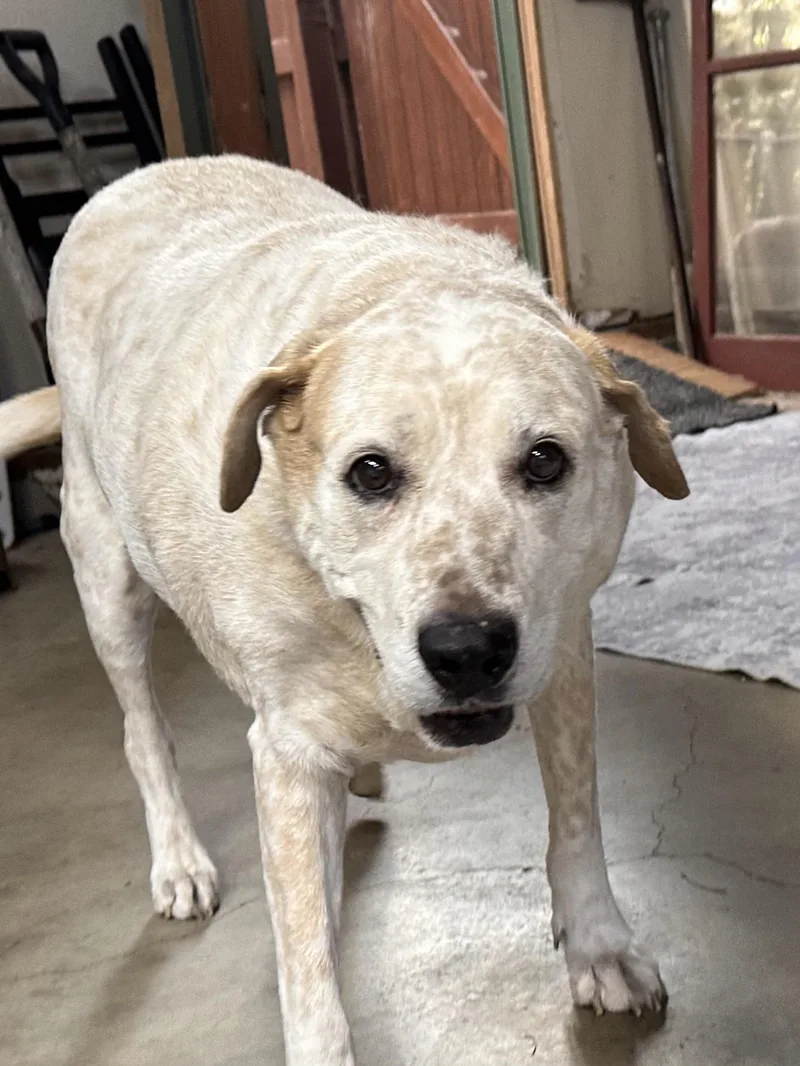 🐾 Meeko — Your thumbnail 3