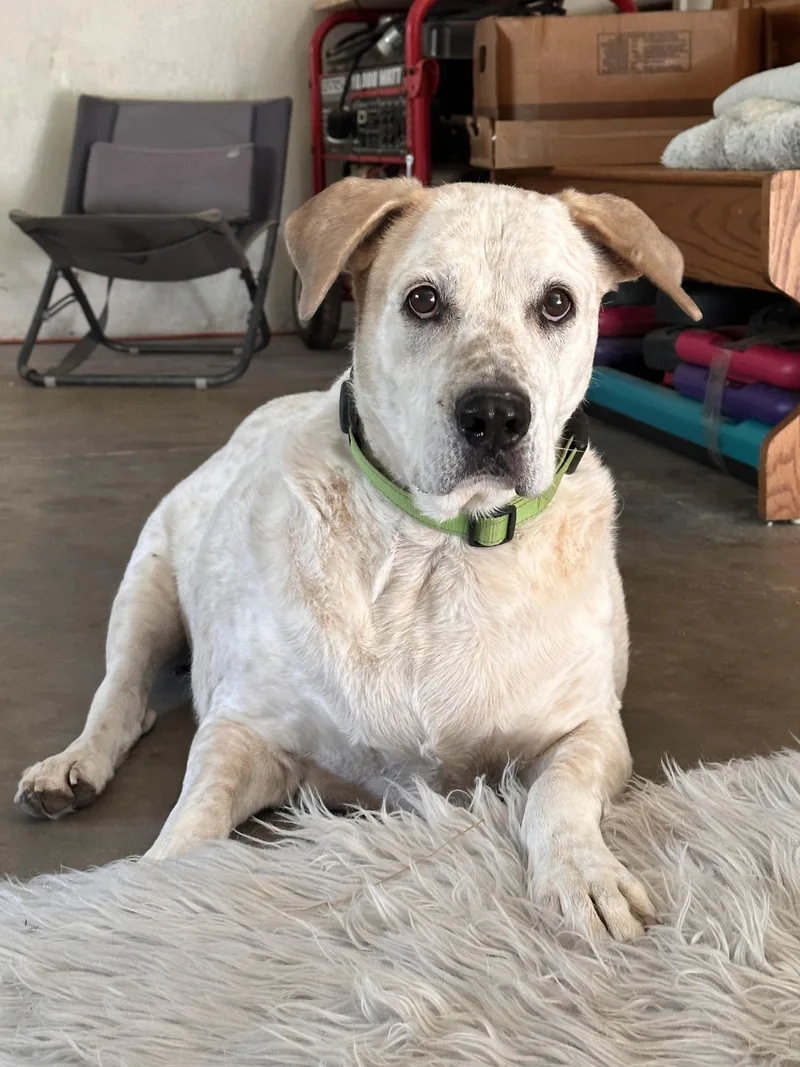 🐾 Meeko — Your thumbnail 4