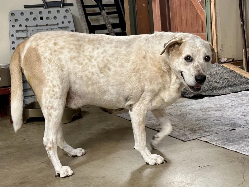 🐾 Meeko — Your thumbnail 5