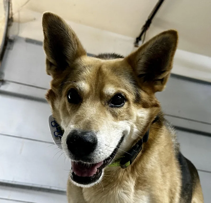 🐾 Cricket — Cricket