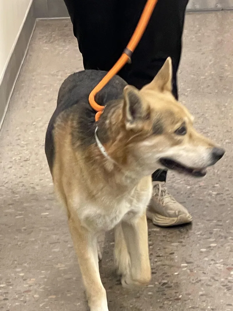 🐾 Cricket — Cricket thumbnail 2