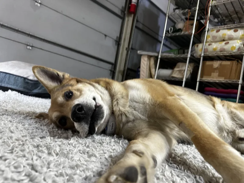 🐾 Cricket — Cricket thumbnail 4