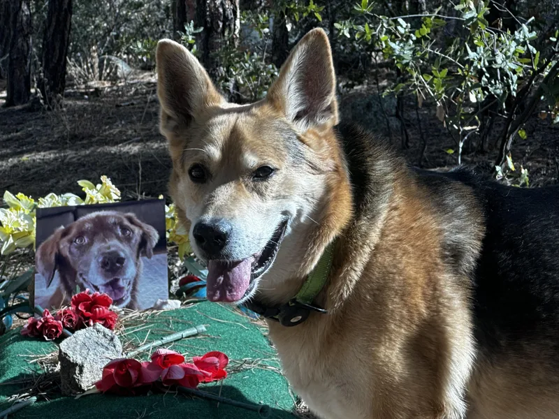 🐾 Cricket — Cricket thumbnail 5