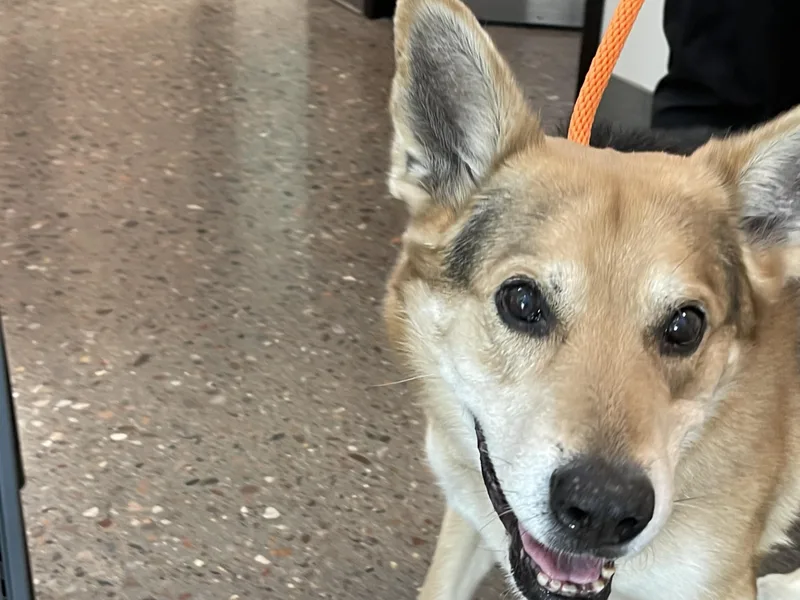 🐾 Cricket — Cricket thumbnail 6